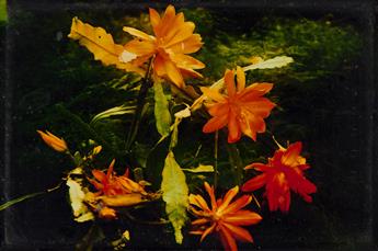 (COLOR PHOTOGRAPHY) A suite of one color photograph and 3 manuals by F.E. Ives (1856-1937), inventor of the Polychrome Color Photograph